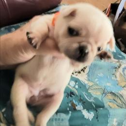Orange collar - White female Pug puppy in Phoenix, Arizona from Pug Place Phoenix
