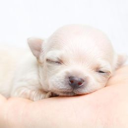 Chihuahuas and Pomeranians from PNW Designer Toy Breeds
