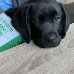 Labrador Retriever Puppies from Hillstone Labradors