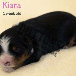 Kiara - Black tri female Miniature Australian Shepherd puppy in Oronogo, Missouri from Dutton's Show Me Farms