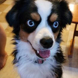 Echo - Toy Australian Shepherd