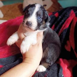 Airabell - Black tri-color female Australian Shepherd puppy in Sultan, Washington from Van Huitt Australian Shepherds