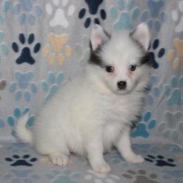 Speckle - White female Pomsky puppy in Clarkston, Utah from Red Rock Ranch Breeders