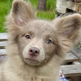 Lilac - Lavender female Pomeranian puppy in Inverness, Florida from Pompadorable Poms