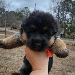 Girl 3 - Black and red female German Shepherd puppy in Roanoke, Alabama from Von Schönen Träumen German Shepherds