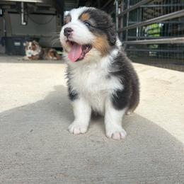 Top Draft Mr Pistol Pete - Black tri-color male Australian Shepherd puppy in Washington, Oklahoma from Top Draft Genetics