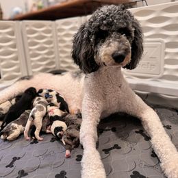 Bernedoodle Puppies from Teddy Bear Bernedoodles