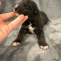 Black and White Male - 1600 - Black & white male Australian Shepherd puppy in Morristown, Tennessee from Lakeway Farms