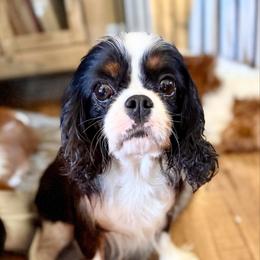 Abby - Cavalier King Charles Spaniel