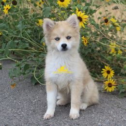 Summer - Merle female Pomsky puppy in Stockton, Utah from Mischa Nelson