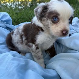 Patches - Red merle male Australian Shepherd puppy in Kimbolton, Ohio from Wagon Wheel Aussies