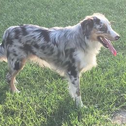 Sparky - Australian Shepherd