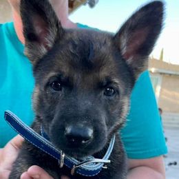 Belgian Malinois, Belgian Tervuren, and German Shepherds from Du Poilu