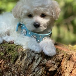 Cavapoo, Maltipoo, and Poodle Puppies from My Sweet Poodles and Doodles