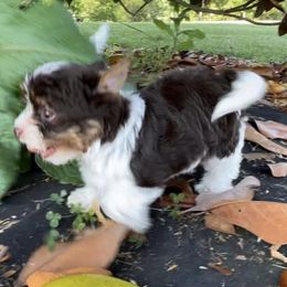 Biewer Terriers from Nashville Biewer LLC