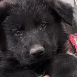 Blue - Black German Shepherd puppy in Rio Rancho, New Mexico from Canis Empire GSD