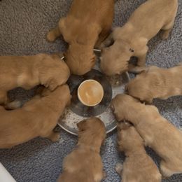 Golden Retriever Puppies from K5 Dog Services
