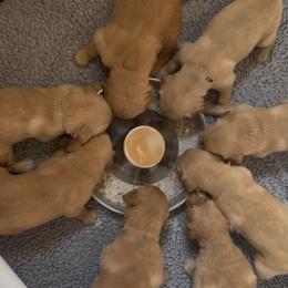Golden Retriever Puppies from K5 Dog Services