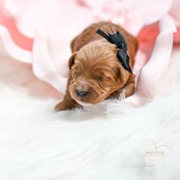 Black - Red  female Goldendoodle puppy in Platteville, Wisconsin from Beck Kennel