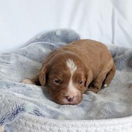 Atlas - Apricot male Cavapoo puppy in Casa, Arkansas from Blue Diamond Puppies