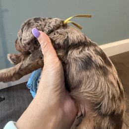 Peep - Merle male Goldendoodle puppy in G AI Nesville, Florida from Valentine Kennels