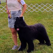 Illa - Briard
