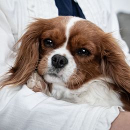 Duckie - Cavalier King Charles Spaniel