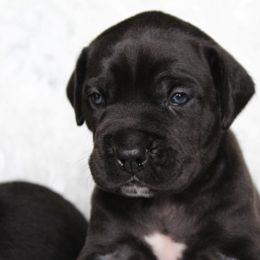 Cane Corso Puppies from Big Country Cane Corso