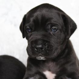 Cane Corso Puppies from Big Country Cane Corso