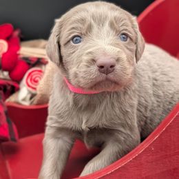 Vixen - female Long Haired Weimaraner puppy in Evart, Michigan from Drehbar Weimaraners
