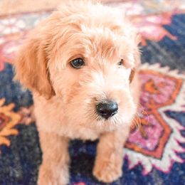 Goldendoodle and Labradoodle Puppies from Artisan Doodles