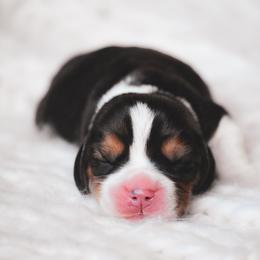 Miles - Black tan and white male Beagle puppy in Caldwell, Ohio from Folklore Kennel