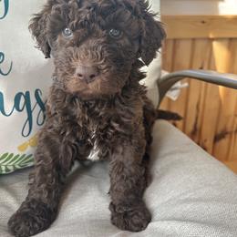 Chocolate boy 1 - Chocolate male Labradoodle puppy in Lowville, New York from Pleasant View Labradoodles and micro cockapoos