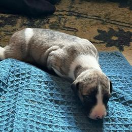 Haymitch - Fawn brindle male Whippet puppy in Clinton, Tennessee from Ivanhoe Borzoi