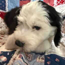 Red collar - Black and white male Sheepadoodle puppy in Eleva, Wisconsin from Molly’s Doodles