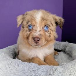 Remi4Boy2- RMM, LONG tail, blue eyes likely, CHIC-OFA-DNA-AKC Titled Parents - Red merle male Australian Shepherd puppy in South Hill, Virginia from Silverside Aussies LLC