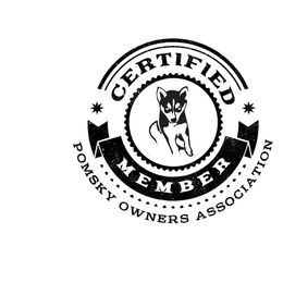 Pomsky Puppies from Paw-lenty of Pomskies