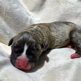 Scallop - Fawn brindle male American Pit Bull Terrier puppy in Nine Mile Falls, Washington from Bartin Kennels