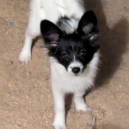 Dandelion - White and black female Papillon puppy in Joshua, Texas from Summertime Kennels