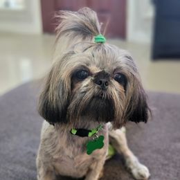 Minnie - Shih Tzu