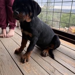 Orange girl - Black and mahogany female Rottweiler puppy in Auburn, California from Vom Haus Flores