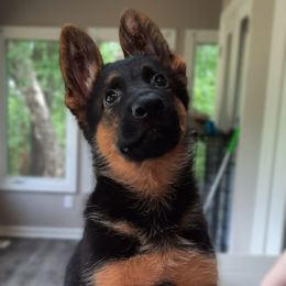 German Shepherd Puppies from Crannog Working K9 LLC