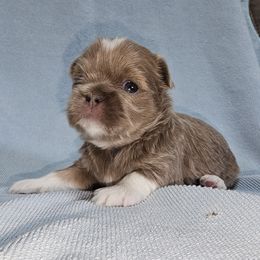 Jim - Lilac male Shih Tzu puppy in Fairfield County, Ohio from Wandering Tzu