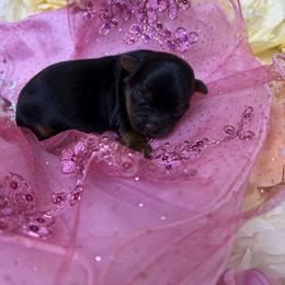 Penny - Black and tan female Yorkshire Terrier puppy in Illinois from Pretty Little Yorkies