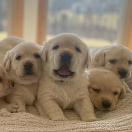 White Collar - Pearl - Yellow female Labrador Retriever puppy in Lowell, Arkansas from Riverbourne Labradors