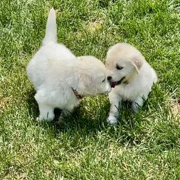 Golden Retriever and Jack Russell Terrier Puppies from Shelby Burleson's Golden Retrievers and Jack Russell Terriers
