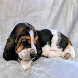 Anna- Red Collar - Black white and tan female Basset Hound puppy in Duchesne, Utah from HI Desert Hounds