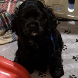 Cavalier King Charles Spaniel and Cocker Spaniel Puppies from Ray of Sunshine Spaniels LLC