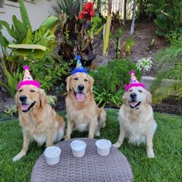 Golden Retrievers from Kim's Golden Retrievers