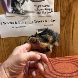 Boy 8 - Parti male Yorkshire Terrier puppy in Bear Creek, North Carolina from Yorkie Time